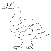 canadian goose single